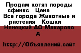 Продам котят породы сфинкс › Цена ­ 4 000 - Все города Животные и растения » Кошки   . Ненецкий АО,Макарово д.